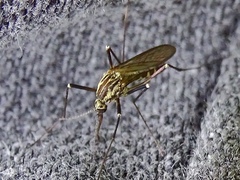 Aedes geniculatus