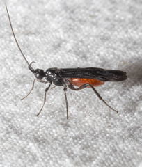 Atanycolus cappaerti