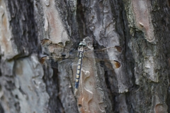 Orthetrum lineostigma