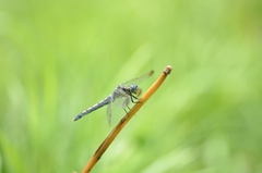 Orthetrum lineostigma