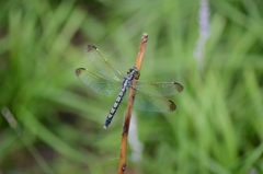 Orthetrum lineostigma