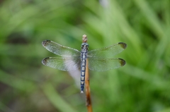 Orthetrum lineostigma