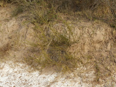 Prosopidastrum angusticarpum