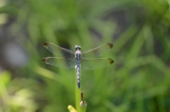 Orthetrum lineostigma