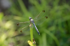 Orthetrum lineostigma