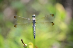 Orthetrum lineostigma