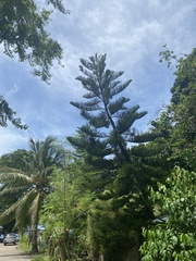 Araucaria heterophylla