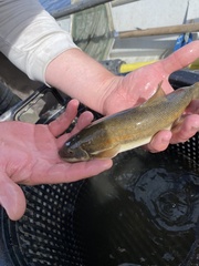 Pantosteus discobolus