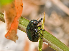 Chrysochus auratus