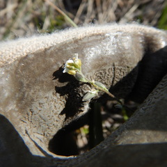 Draba yukonensis