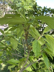 Hamamelis virginiana