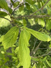 Hamamelis virginiana