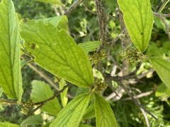 Hamamelis virginiana