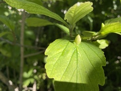 Hamamelis virginiana