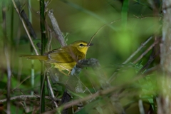 Myiothlypis flaveola