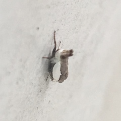 Crambus quinquareatus
