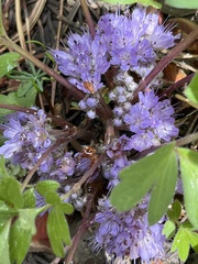 Hydrophyllum alpestre