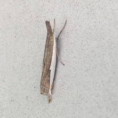 Crambus quinquareatus
