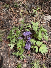 Hydrophyllum alpestre