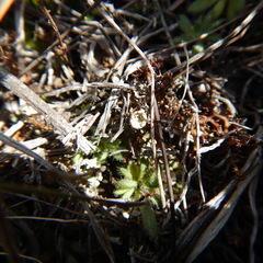 Draba yukonensis
