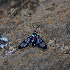 Poecilosoma eone