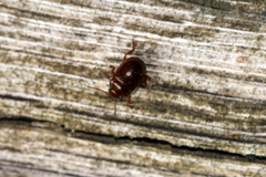 Chrysolina staphylaea