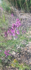 Astragalus versicolor