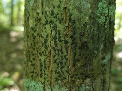 Bathelium carolinianum