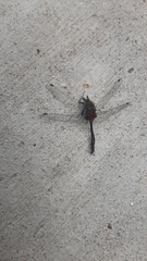 Leucorrhinia glacialis