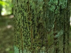 Bathelium carolinianum