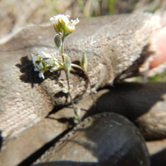 Draba yukonensis