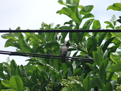 Sporophila morelleti morelleti