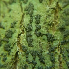 Bathelium carolinianum