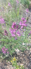 Astragalus versicolor