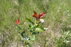 Salix pseudomonticola