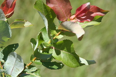 Salix pseudomonticola