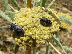 Acmaeoderella flavofasciata