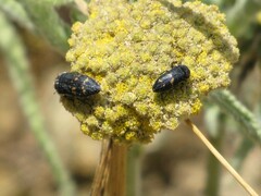 Acmaeoderella flavofasciata