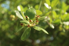 Crataegus tracyi
