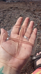 Staurostoma mertensii