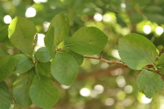 Crataegus tracyi