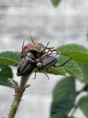Macrodactylus mexicanus