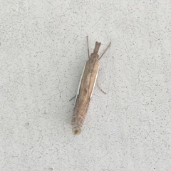 Crambus quinquareatus