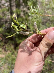 Salix lemmonii