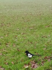 Pica pica