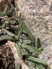 Ivesia santolinoides