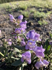 Penstemon eriantherus