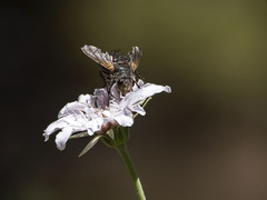 Tachina canariensis