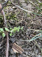 Lysimachia minima