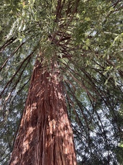Sequoioideae